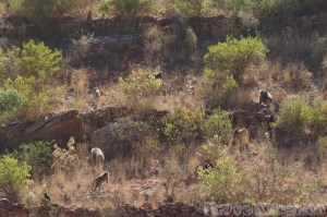 Troop of baboons Ethiopia