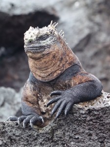 Galapaos marine iguana
