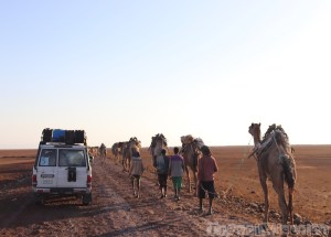Cars and camels on a road in the Danakil Depression