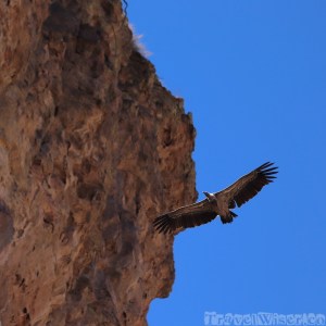 Vulture flying overhead