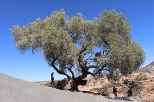 Kids under a wild olive tree in Ethiopia