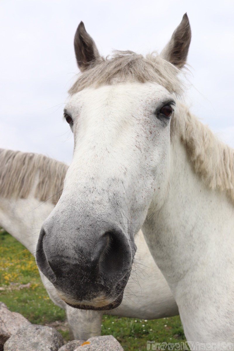 Connemara pony closeup
