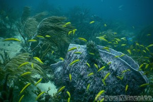 Tobago diving Man-O-War Bay