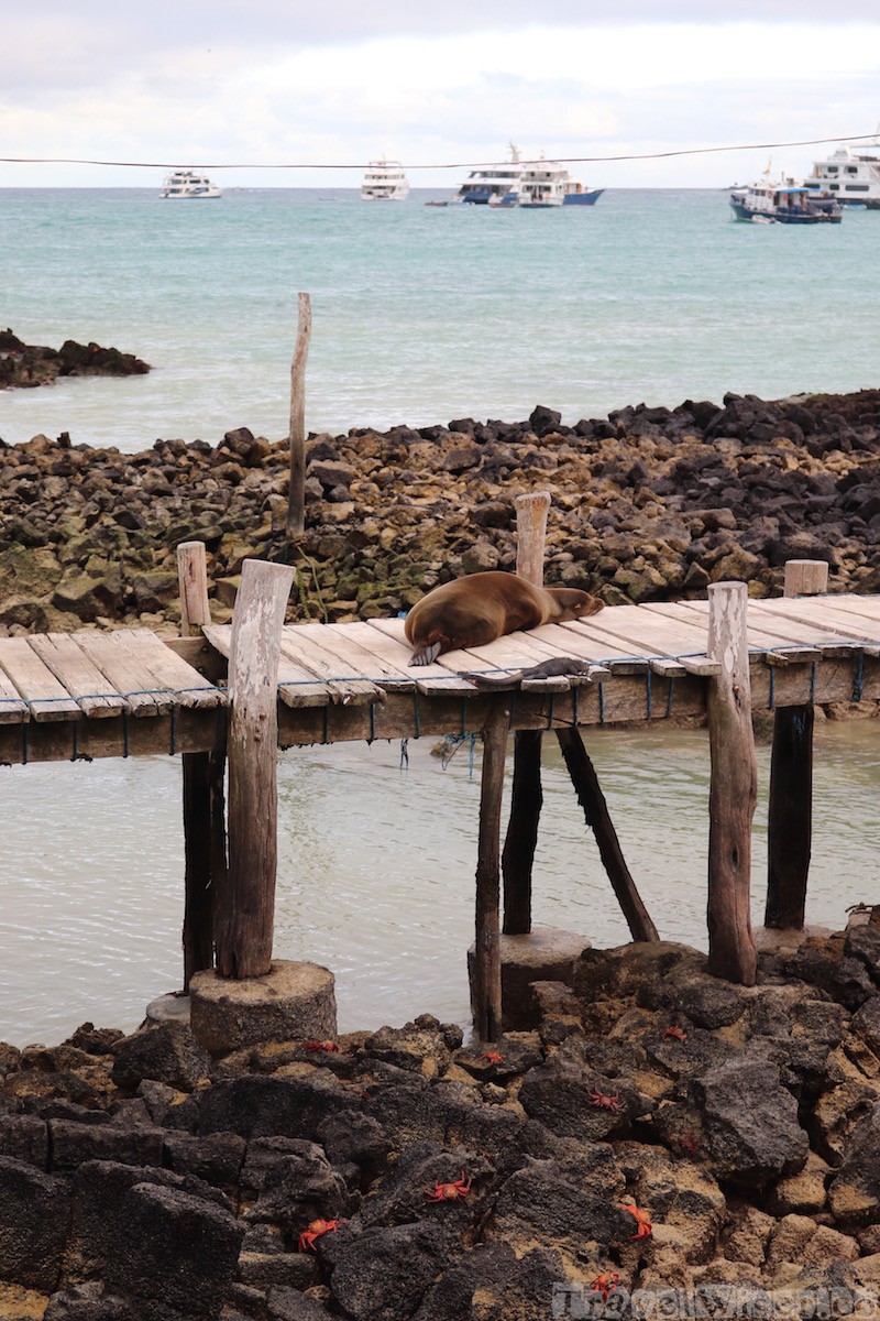 Puerto Ayora seaview