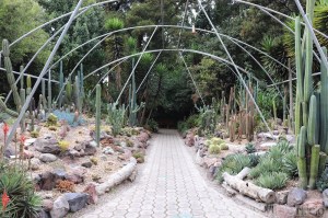 Cactus garden, Jardin Botanico Quito