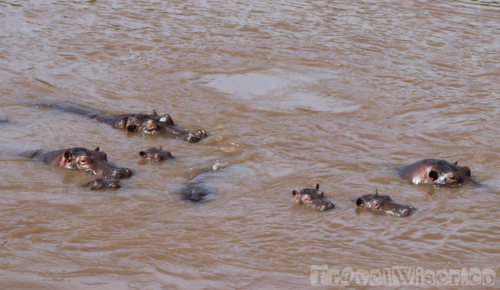 Pod of hippos in the Mara River Kenya