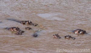 Pod of hippos in the Mara River Kenya