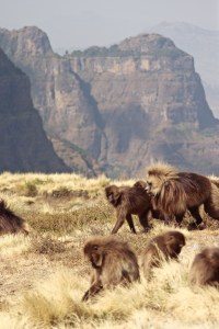 Gelada monkeys grazing in the Simien Mountains