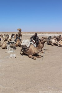 Afar man loading salt on a camel