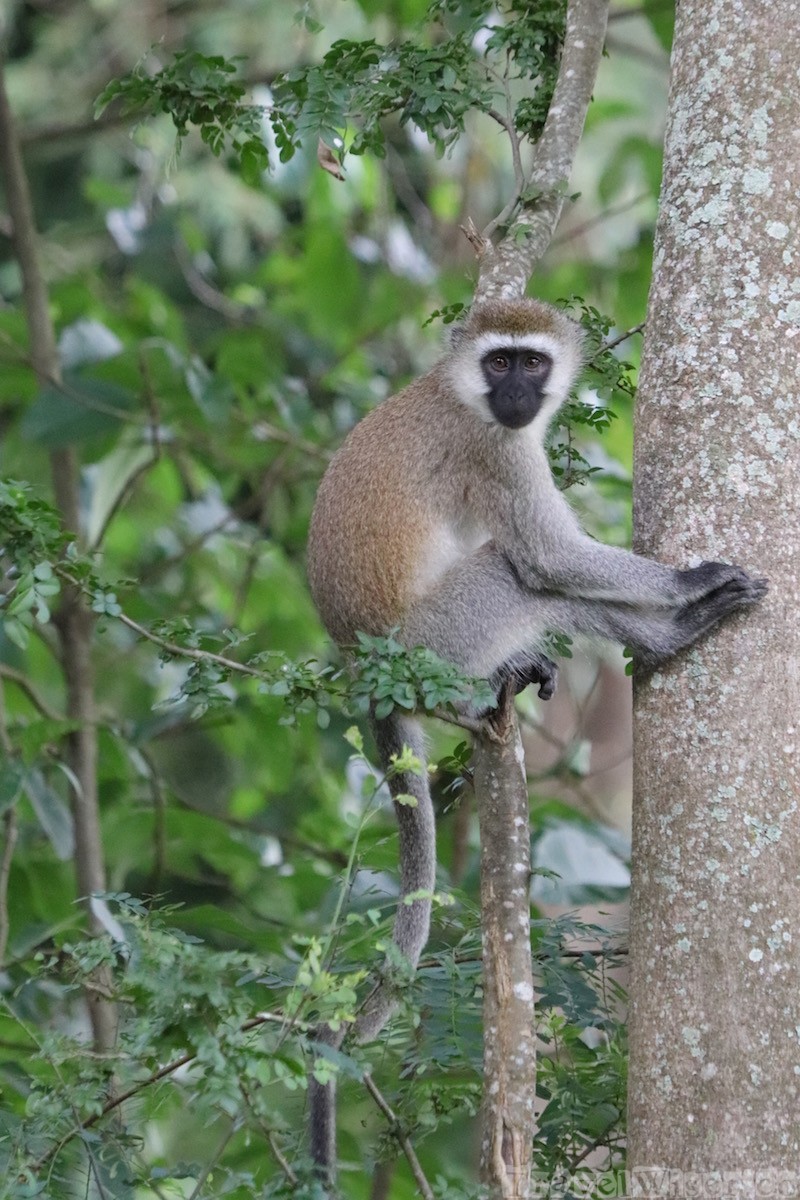 Vervet monkey