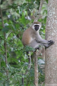Vervet monkey