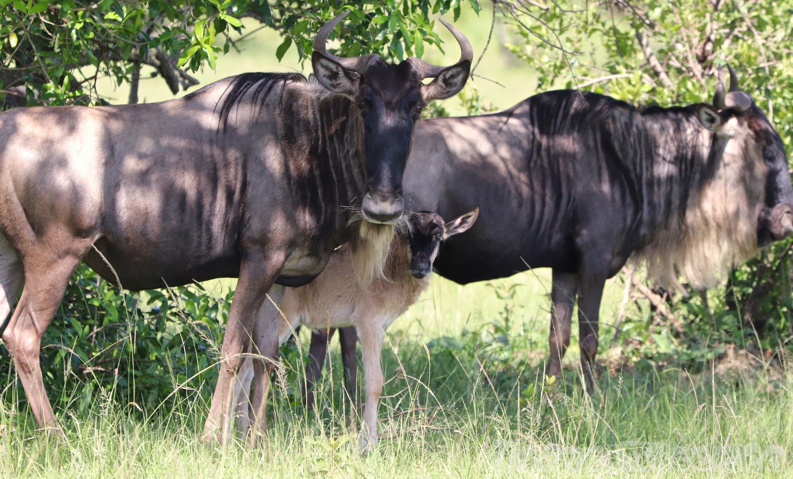 Wildebeest with young calf, Mara North Conservancy Kenya
