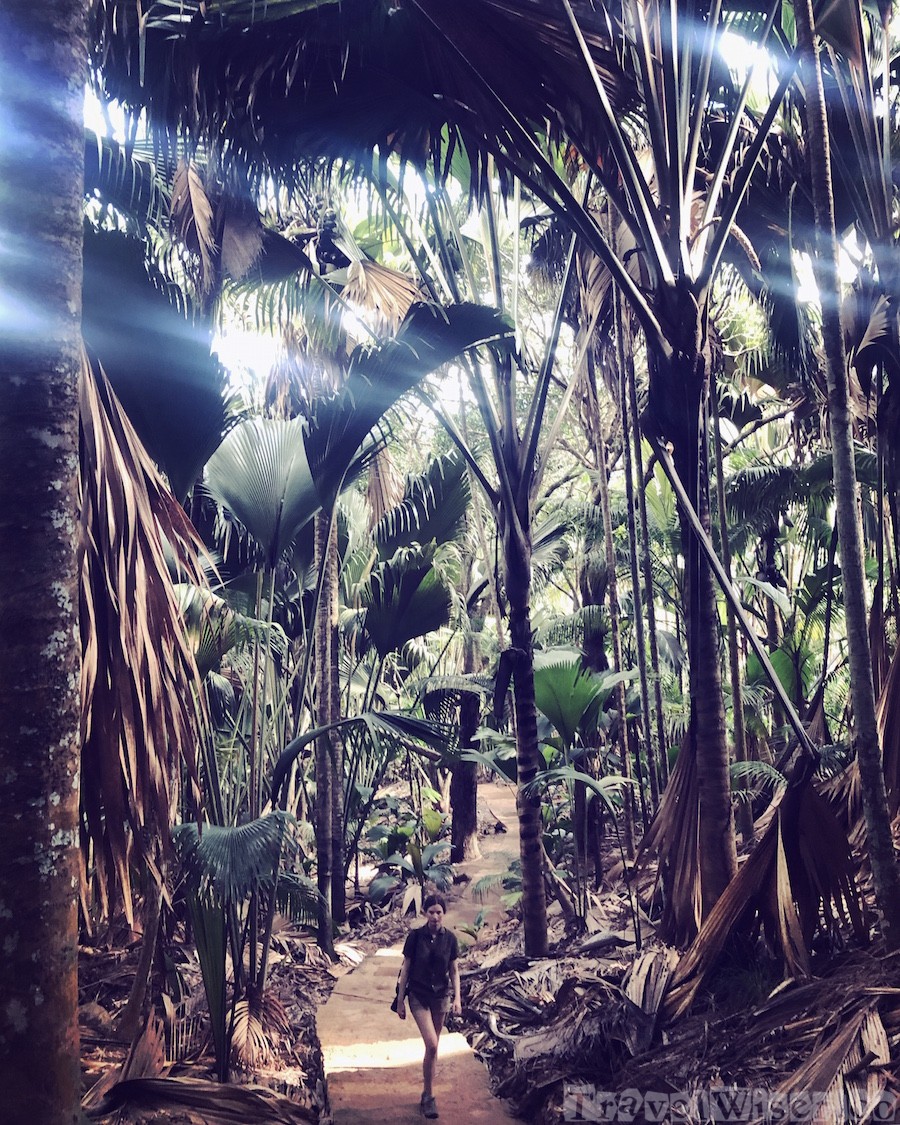 Vallée de Mai hiking trail, Praslin Island Seychelles