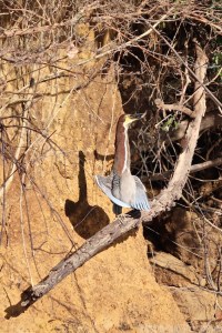 Rufescent tiger heron drying his wings