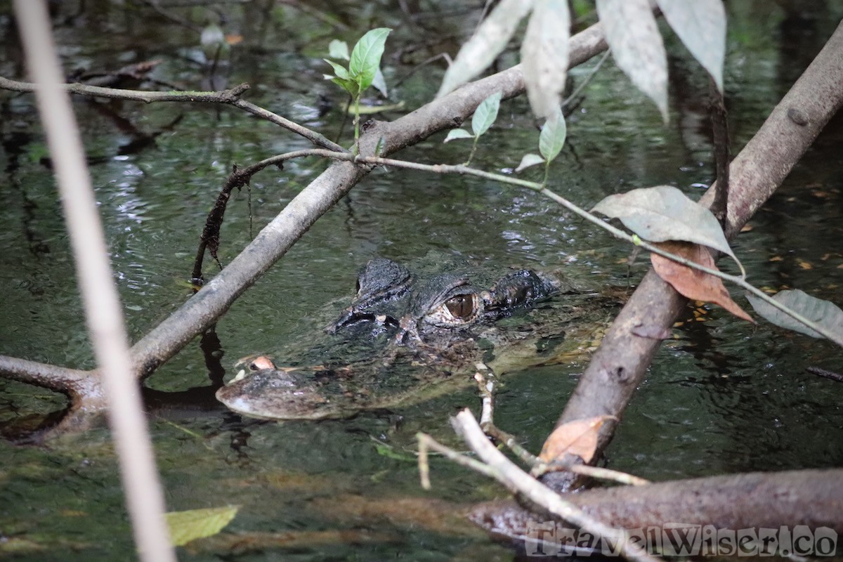 Caiman, Yasuni National Park Ecuador