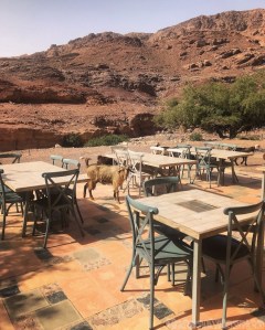Feynan ecolodge goats at breakfast