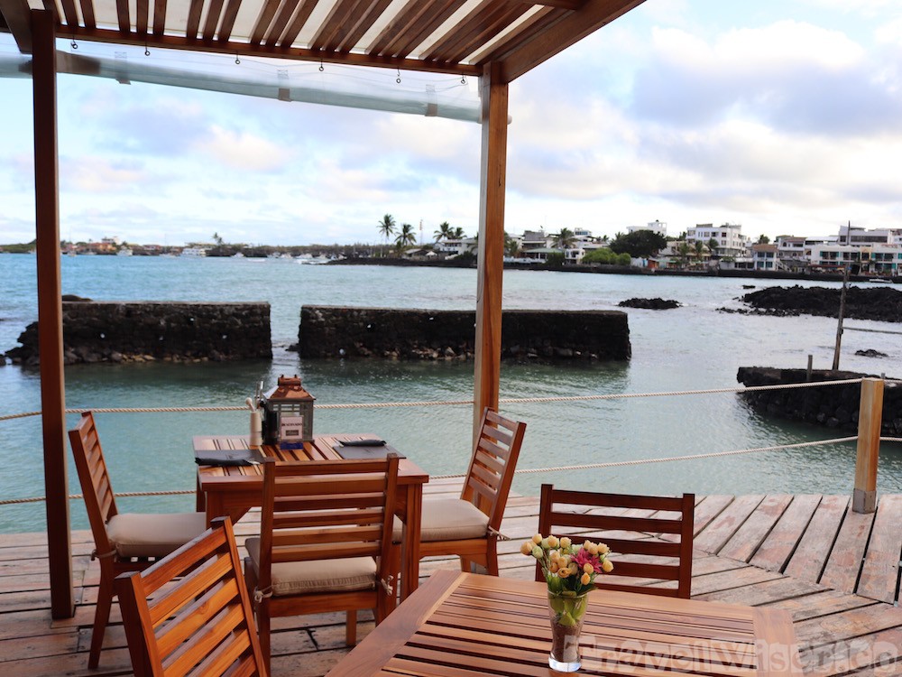 Red Mangrove, Puerto Ayora