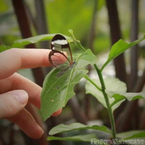 Greta oto or glass-winged butterfly Panama