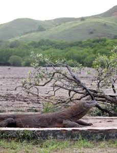 Komodo dragon blocking the path on Rinca island