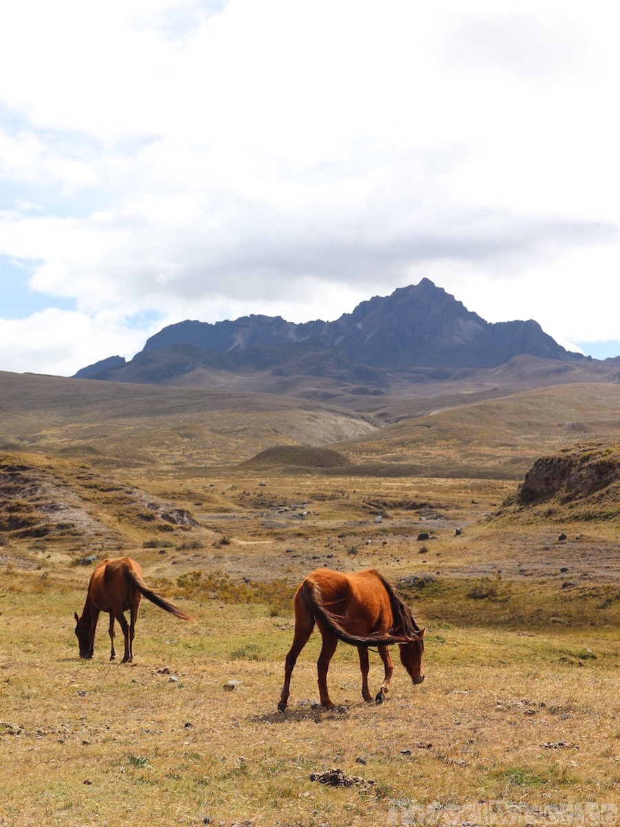 Wild horses in Parque Nacional Cotopaxi Ecuador