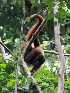Woolly monkey, Yasuni National Park Ecuador