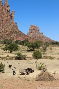 Threshing grain with oxen in Tigray, Ethiopia