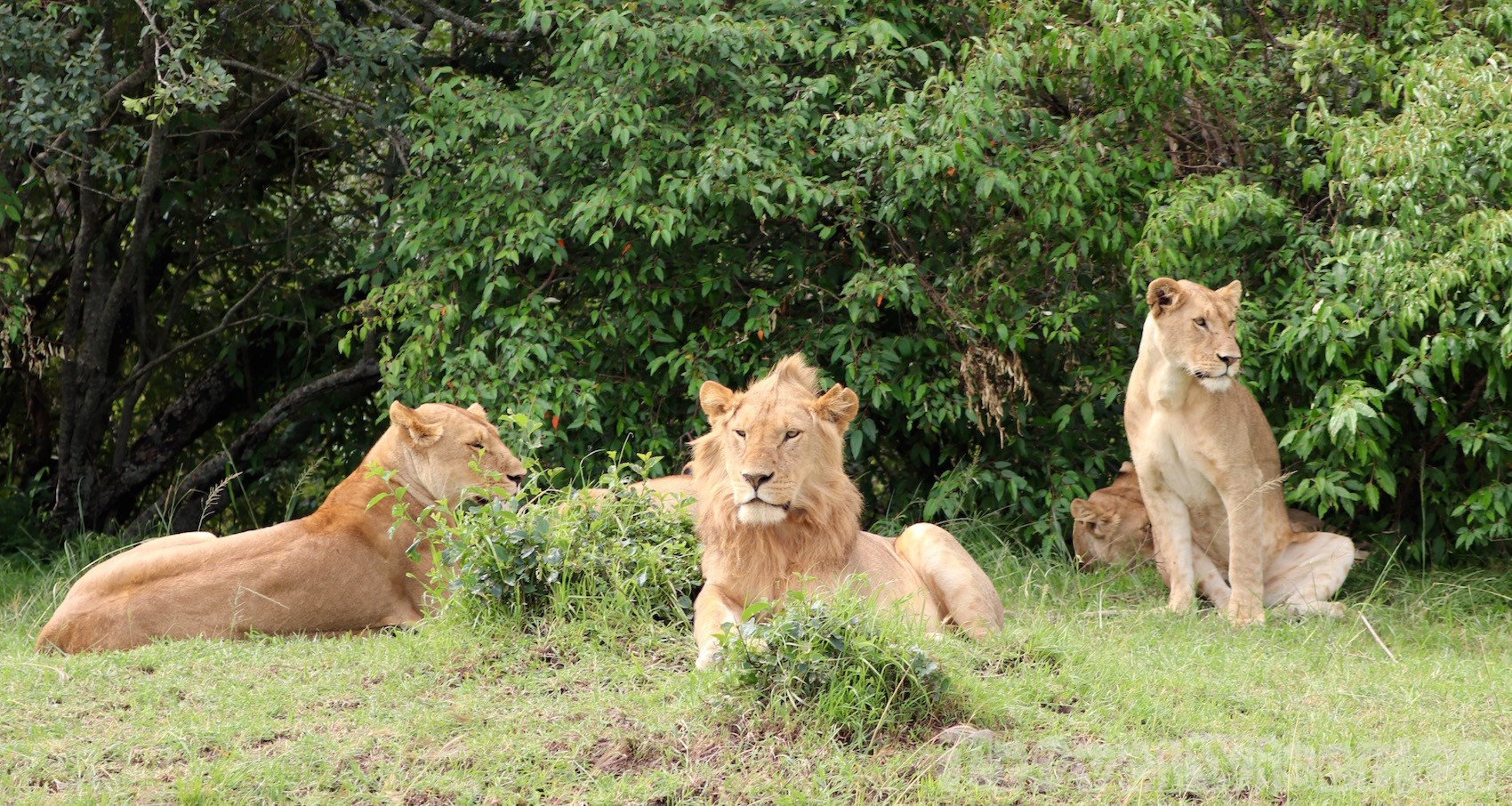 Pride of lions in Mara North Conservancy Kenya