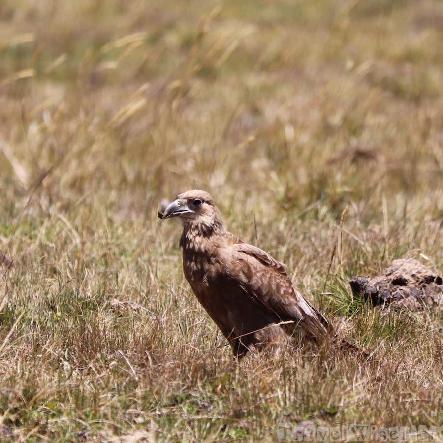 Bird of prey, Parque Nacional Cotopaxi Ecuador