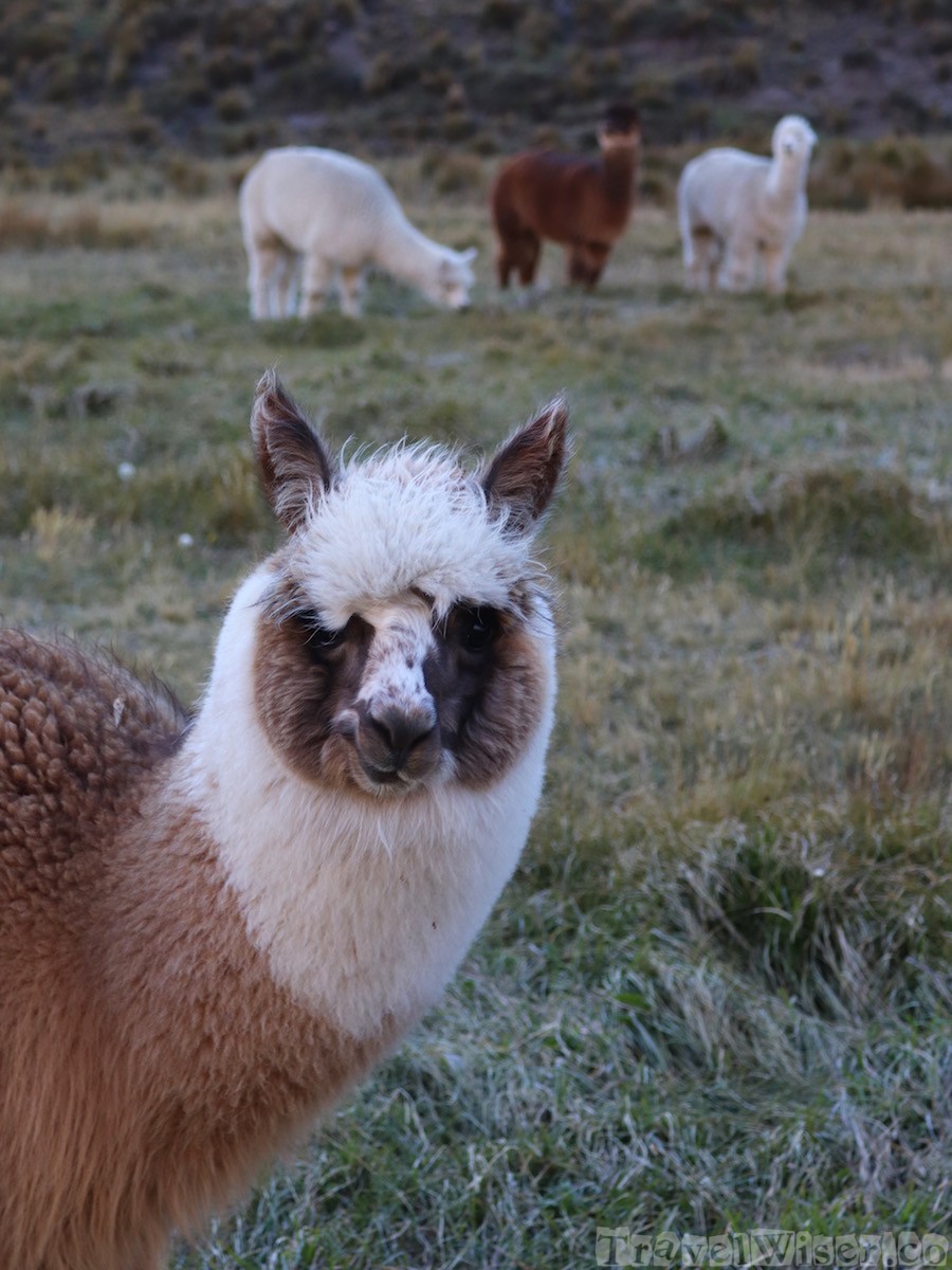 Llamas, Ecuador