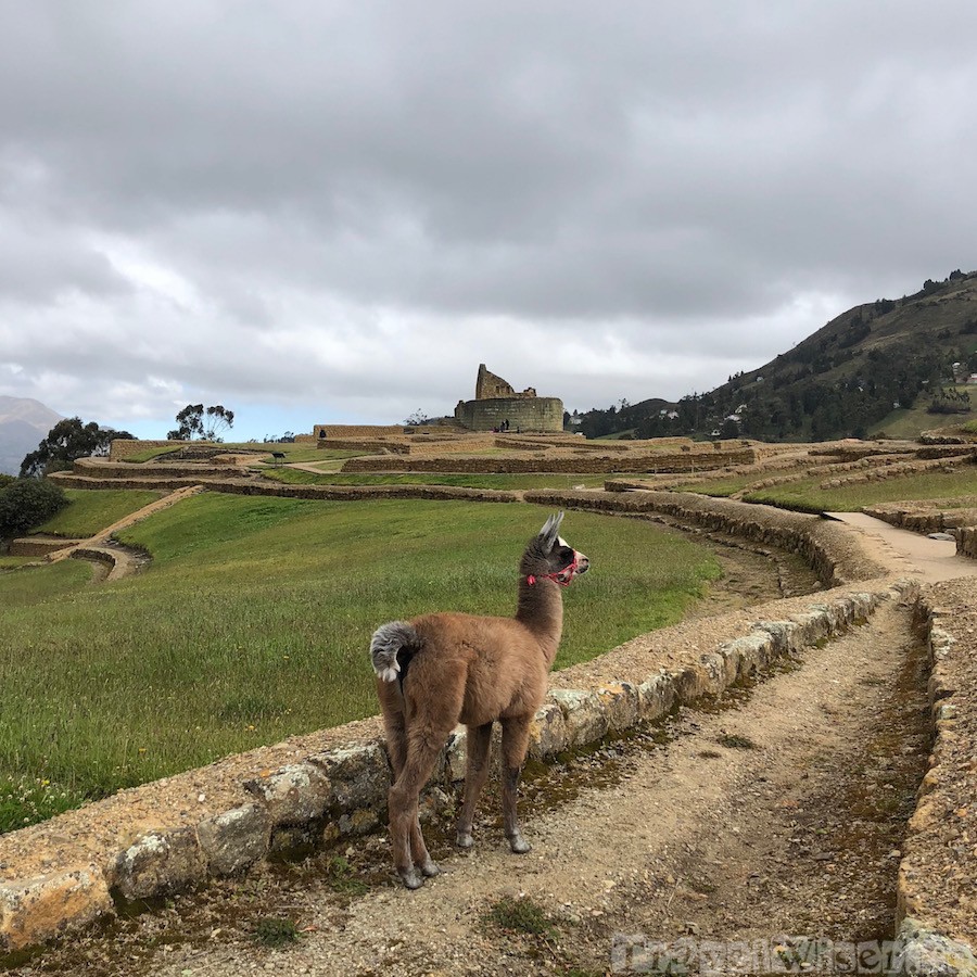 Baby llama at Ingapirca, Ecuador