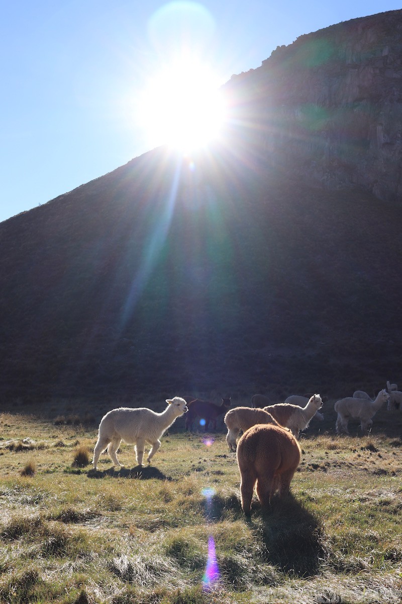 Herd of llamas, Chimborazo Ecuador