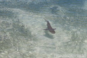 Baby white tip shark, Silhouette Island Seychelles