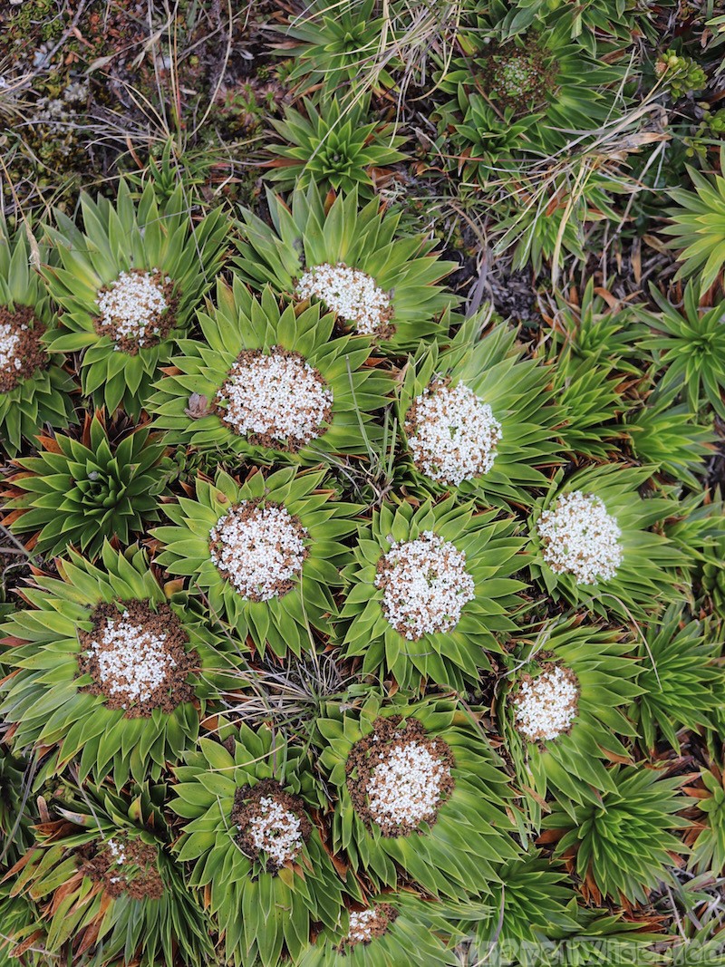 Parque Nacional Cajas flora