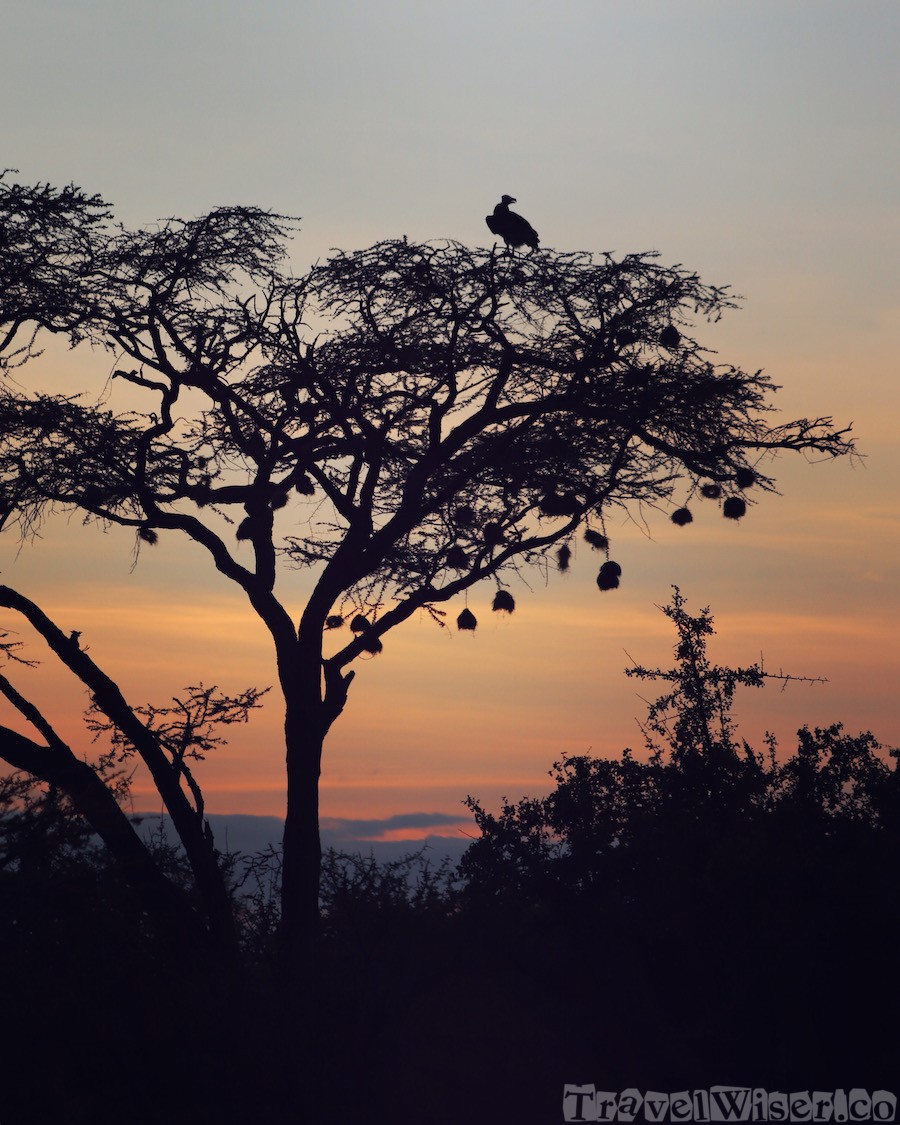 Silhouette of a vulture in a tree at sunset, Kenya