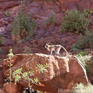Grivet monkey Ethiopia