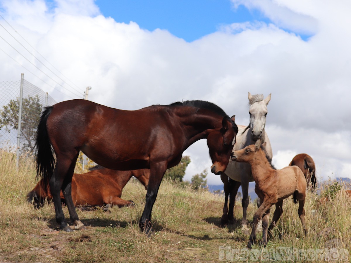 Horses at Hacienda Santa Ana, Ecuador