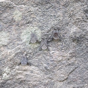 Camouflaged proboscis bats, Guyana
