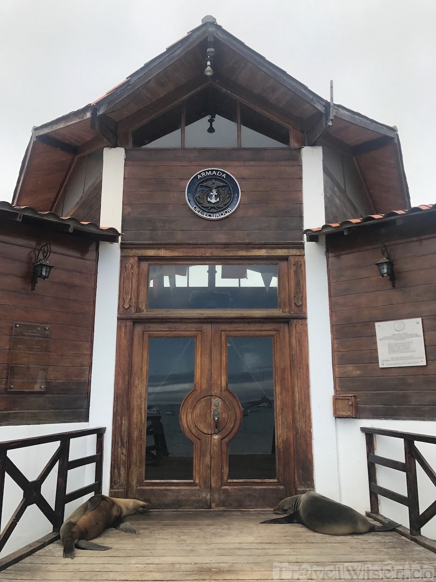 Sea lions guarding the Armada del Ecuador