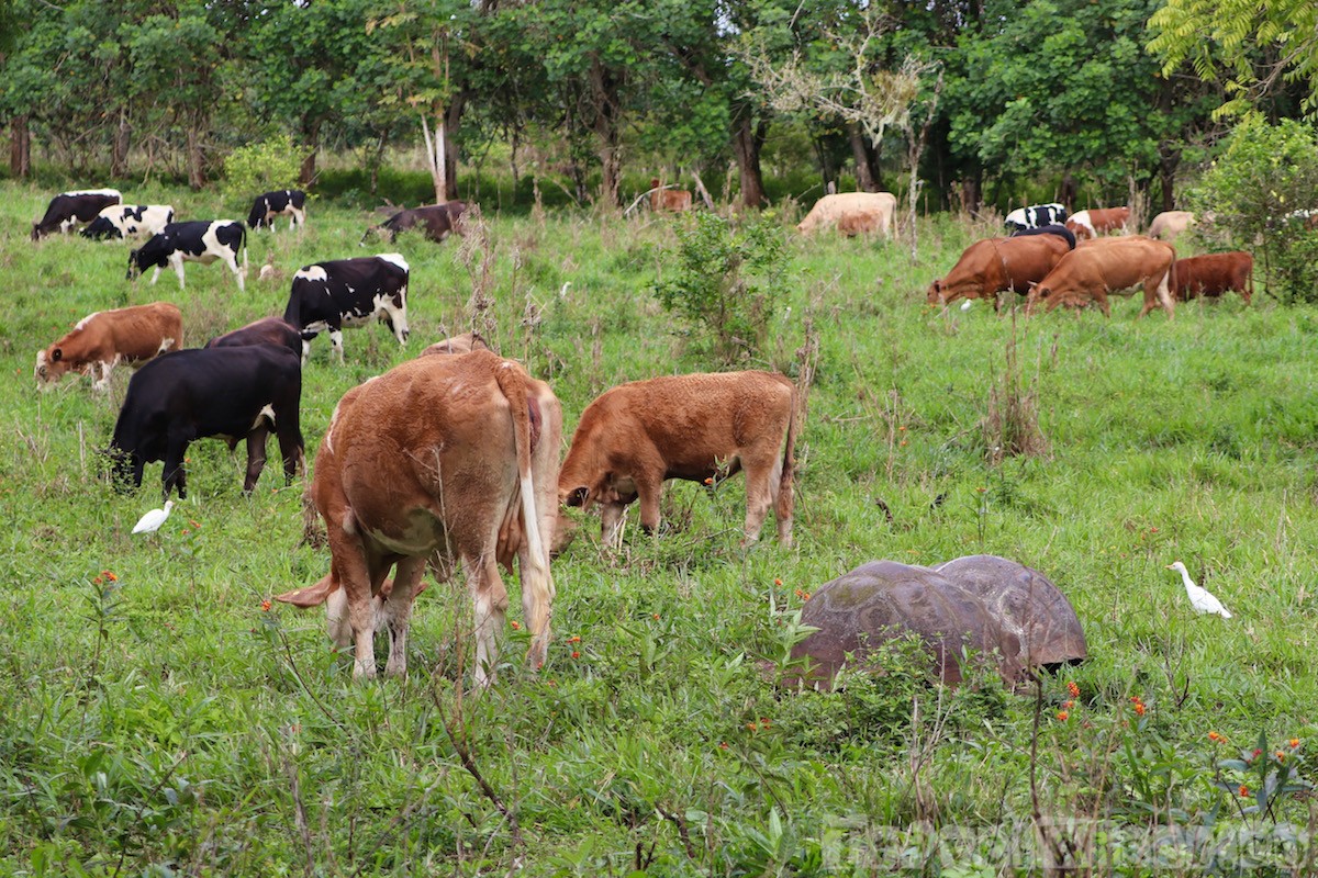 Giant tortoises and cattle near Rancho El Chato