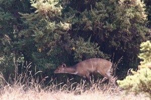 Menelik's bushbuck Simien Mountains Ethiopia