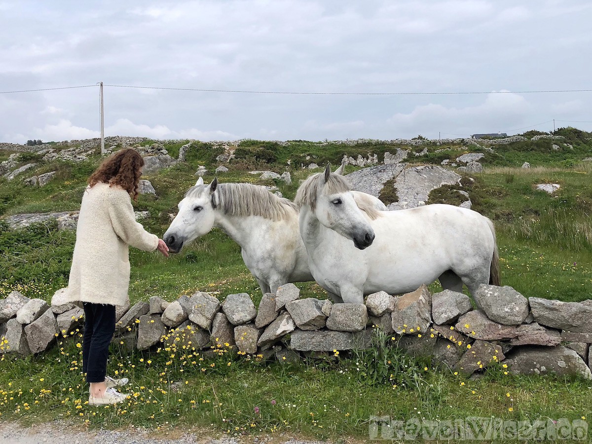 Connemara ponies