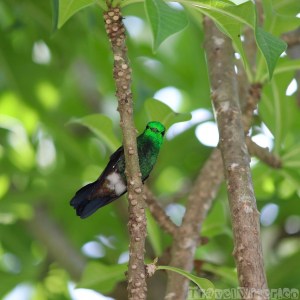 Copper-rumped hummingbird on a branch, Yerette Trinidad