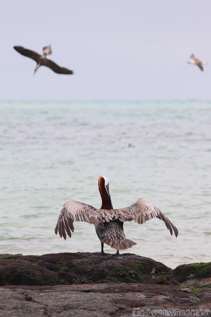 Pelican drying its wings, Galapagos Islands