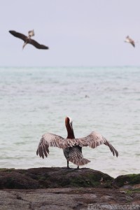 Pelican drying its wings, Galapagos Islands