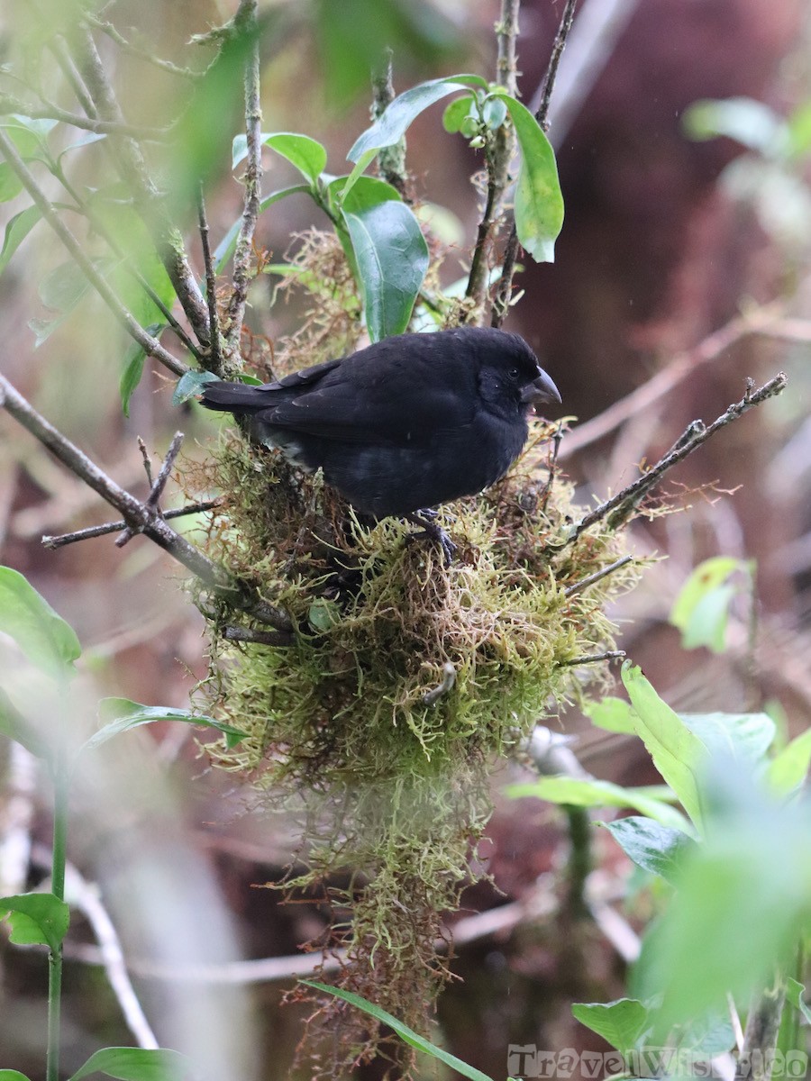 Darwin finch, highlands of Isla Santa Cruz