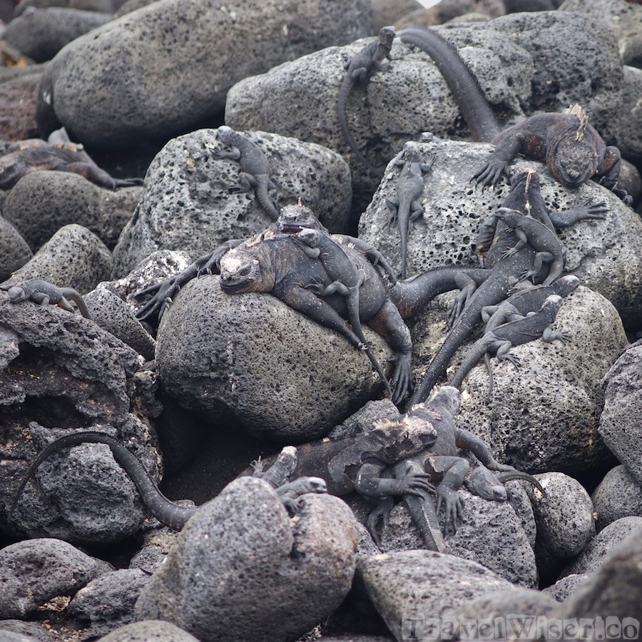Galapagos marine iguanas on the rocks