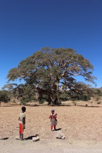 Children by a giant sycamore fig