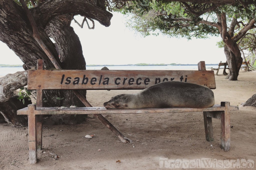 Sea lion sleeping on a bench, Isla Isabela