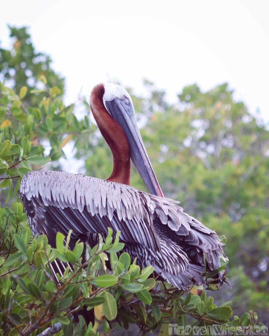 Meditative brown pelican, Galapagos Islands Ecuador