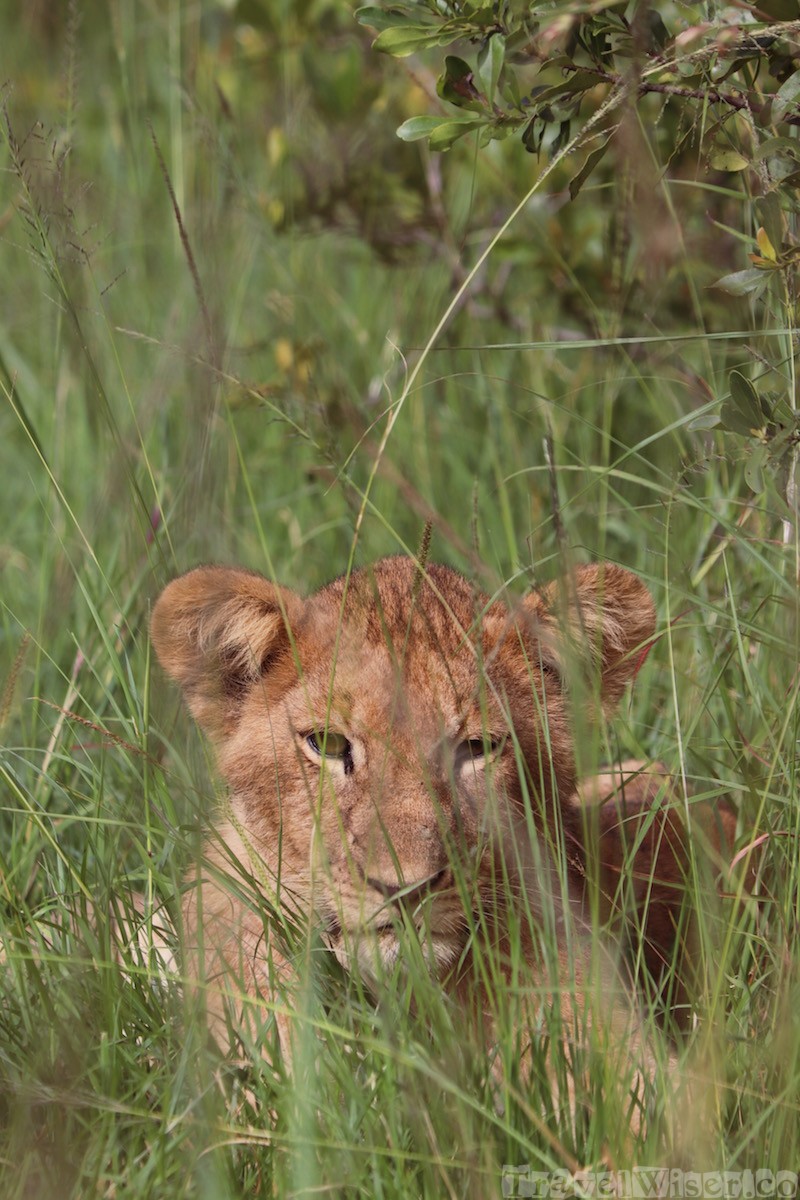 Lion cub hidden in the grass, Kenya